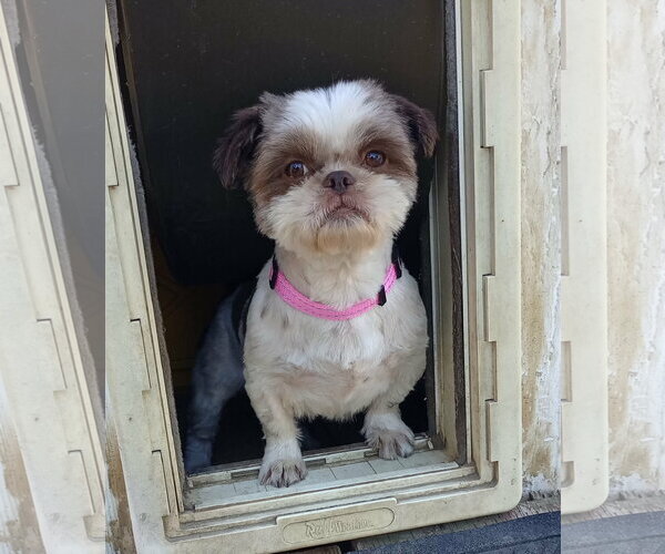 Medium Photo #1 Shih Tzu Puppy For Sale in Visalia, CA, USA