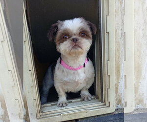Shih Tzu Dogs for adoption in Visalia, CA, USA
