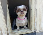Small Shih Tzu