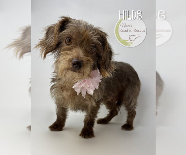 Medium Photo #2 Dachshund-Unknown Mix Puppy For Sale in Benton, LA, USA