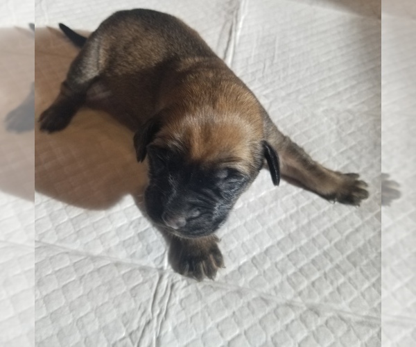 Medium Photo #3 Mastiff Puppy For Sale in FULTON, NY, USA