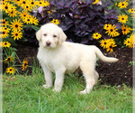 Small Photo #3 Labradoodle Puppy For Sale in LEBANON, PA, USA