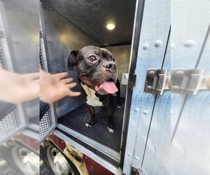 American Bulldog-Unknown Mix Dogs for adoption in San Antonio, TX, USA