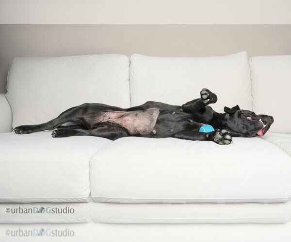 Medium Photo #6 Labrador Retriever-Unknown Mix Puppy For Sale in Tampa, FL, USA