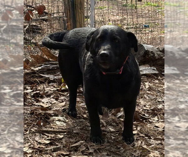 Medium Photo #2 Shepradors Puppy For Sale in Newfoundland, PA, USA