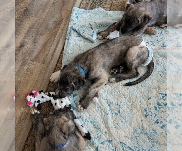 Medium Photo #1 Irish Wolfhound Puppy For Sale in BERESFORD, SD, USA