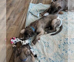 Medium Irish Wolfhound