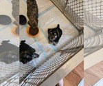 Small Photo #7 YorkiePoo Puppy For Sale in CHESAPEAKE, VA, USA