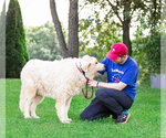 Small Photo #3 Great Pyrenees Puppy For Sale in Unionville, PA, USA