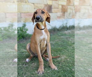 Great Dane-Unknown Mix Dogs for adoption in PIPE CREEK, TX, USA