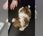 Small #5 Shih Tzu