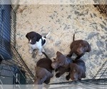 Small Photo #15 German Shorthaired Pointer-Labradoodle Mix Puppy For Sale in MONTICELLO, MN, USA