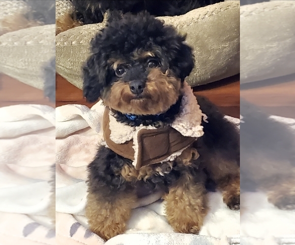 Medium Photo #16 Poodle (Toy) Puppy For Sale in STILLWATER, MN, USA