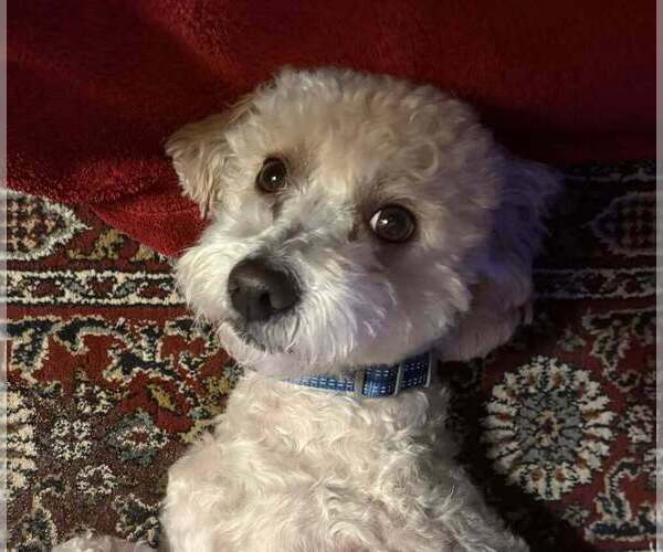 Medium Photo #1 Mutt Puppy For Sale in New York, NY, USA