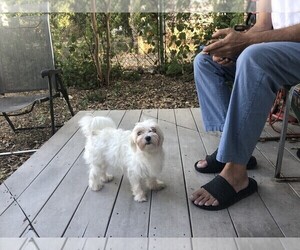 Mother of the Maltipom puppies born on 10/06/2025