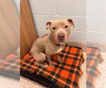 Small American Pit Bull Terrier