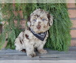 Small #2 Labradoodle