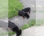 Small Photo #8 Rottweiler Puppy For Sale in CLEVELAND, OH, USA