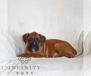 Boxer Puppy for sale in HONEY BROOK, PA, USA