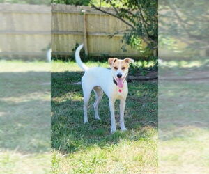 English Foxhound-Unknown Mix Dogs for adoption in Aurora, IN, USA