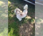 Small #1 Shih Tzu Mix