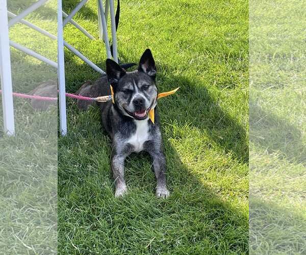 Medium Photo #3 Mutt Puppy For Sale in Low Moor, VA, USA