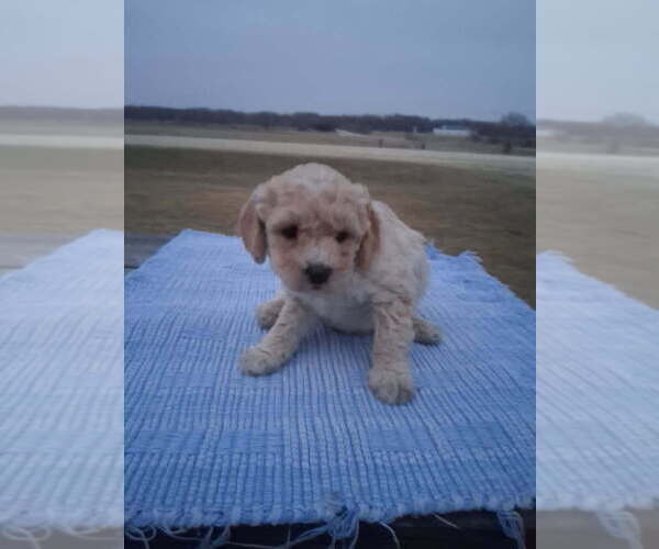 Medium Photo #1 Goldendoodle mix (+ Poodle Miniature) Puppy For Sale in DURHAM, CT, USA