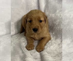 Golden Retriever Puppy for sale in CLEVELAND, NC, USA