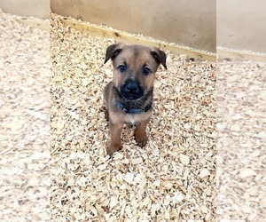 Belgian Malinois-Rottweiler Mix Puppy for sale in DAYTONA BEACH, FL, USA