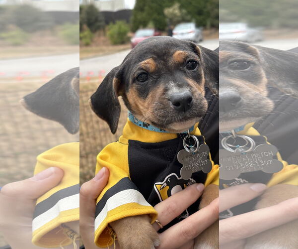 Medium Photo #7 Mutt Puppy For Sale in Holly Springs, NC, USA