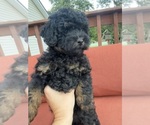 Puppy Puppy 2 Poodle (Toy)