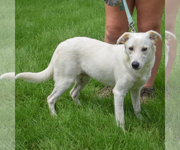 Medium Photo #2 Catahoula Leopard Dog-German Shepherd Dog Mix Puppy For Sale in Huntley, IL, USA