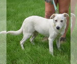 Small #1 Catahoula Leopard Dog-German Shepherd Dog Mix