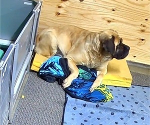 Mother of the Mastiff puppies born on 04/19/2025