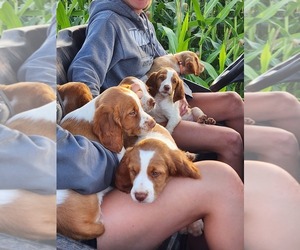 Brittany Litter for sale in ROARING BRNCH, PA, USA