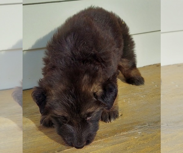 Medium Photo #6 German Shepherd Dog Puppy For Sale in EOLIA, MO, USA