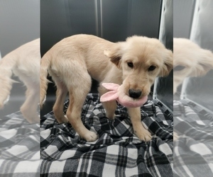 Golden Retriever Puppy for sale in GOSHEN, IN, USA