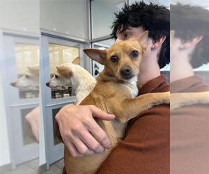Chihuahua Dogs for adoption in San Antonio, TX, USA