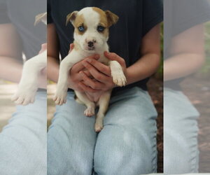 Catahoula Leopard Dog-Mountain Cur Mix Dogs for adoption in Holly Springs, NC, USA