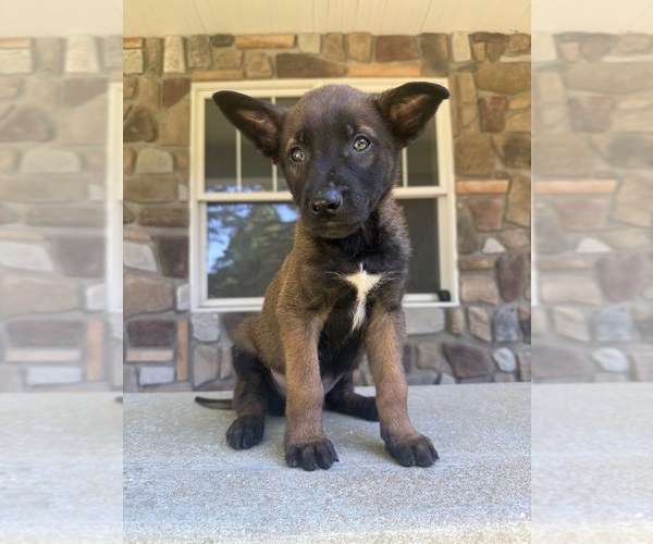 Medium Photo #1 Belgian Malinois Puppy For Sale in HOWELL, MI, USA