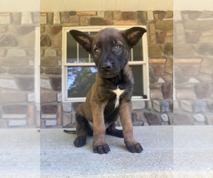 Belgian Malinois Puppy for sale in HOWELL, MI, USA