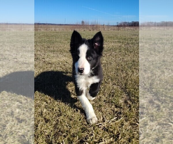 Medium Photo #25 Border Collie Puppy For Sale in NORBORNE, MO, USA