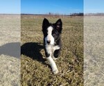 Small #15 Border Collie