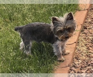 Father of the Yorkshire Terrier puppies born on 05/28/2025