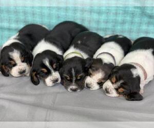 Basset Hound Litter for sale in SEQUIM, WA, USA