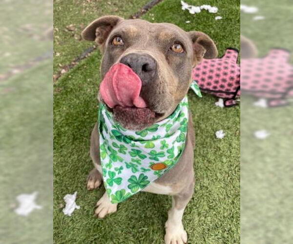 Medium Photo #7 American Staffordshire Terrier-Bulldog Mix Puppy For Sale in Ventura, CA, USA