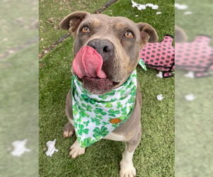 Chula - Female American Staffordshire Terrier-Bulldog Mix Dog for Adoption - Photo #7