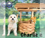 Small #1 Maltese Mix