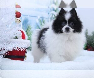 Pomeranian Puppy for sale in MARIETTA, GA, USA