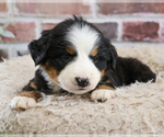 Small #1 Bernese Mountain Dog
